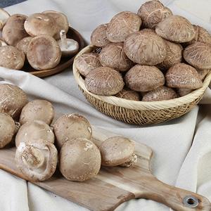 GAP인증 서천 표고버섯 생표고버섯 산지직송 표고버섯 1kg 실속형  