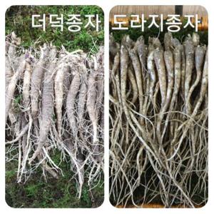 횡성더덕농가 -더덕종자/종묘 /모종 1kg