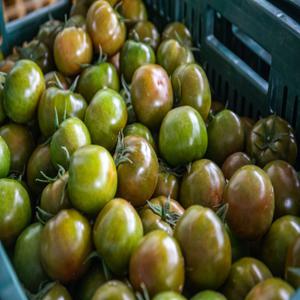 부산 대저 짭짤이 토마토 찰토마토 농협 오리지날 2.5kg