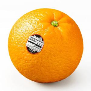  맛젤  미국산 오렌지 대과 72개입 18kg (개별 240g내외) 1050074420 