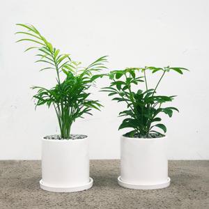 꽃피우는청년 천연가습기 실내공기정화식물 2종 세트  테이블야자  홍콩야자
