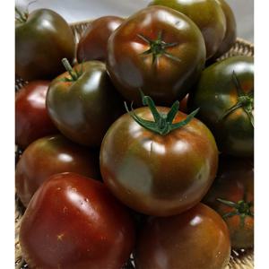 당일재배 스테비아 대저 완숙토마토 부산 짭짤이 흑토마토  1개  흑토마토 2