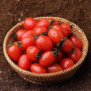 [산지장터 토마토] 전남 도곡농협 GAP인증 대추방울토마토 2kg x 2박스 (1-2번)