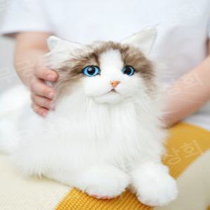 페르시안 고양이 인형 진짜 같은 선물 생일 기념일 옷입히기 Ragdoll