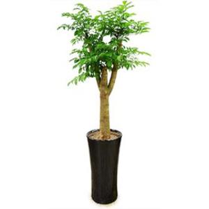 [젠틀맨플라워]해피트리 행복나무(pb-0519)[공기정화식물/관엽식물/화분배달/개업화분추천/개업화환/이사]
