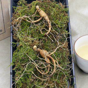 국내산 강원도 산양 산삼 9뿌리(6-7년근) 선물 포장 전용 케이스 자연 재배 특별관리임산물