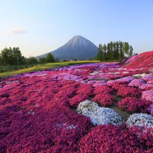 홋카이도 당일치기 여행 | 요테이산 & 케오고쿠 명수공원 & 미시마 시바자쿠라 밭 & 도야호 사이로 전망대 | 중국어, 영어 투어 가이드 (삿포로 출발)