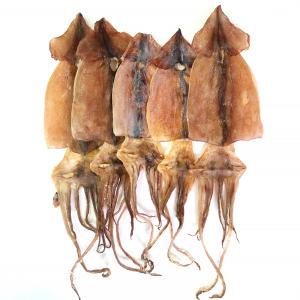 건오징어 5마리(약200g) 무료배송 국산 오징어 마른오징어 동해안發 쪽빛누리