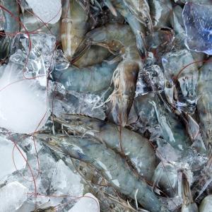 국내산 신안흰다리 새우 1kg 30미내외 대하 소금구이 감바스 캠핑음식