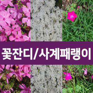 [나무의모든것]꽃잔디50포트 /백솔,홍솔,사계패랭이