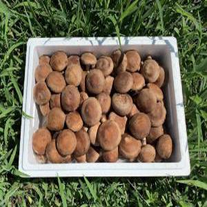 유진농원 생표고버섯 1kg