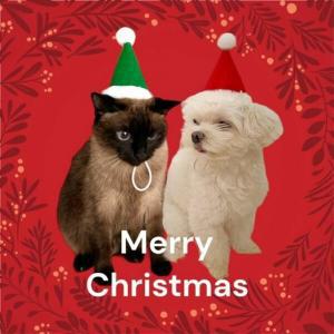고깔모자 nC312D98B0E 꼬깔 크리스마스 고양이 산타모자 강아지