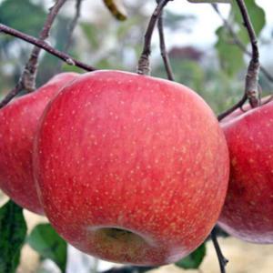 (팔공산농원) 사과(부사) 10kg