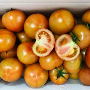 GAP인증 농가 서동농장 유럽형 완숙토마토 3kg/5kg 매일수확