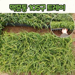 맥문동 트레이묘(105구) / 노지월동 상록식물 / 조경식물