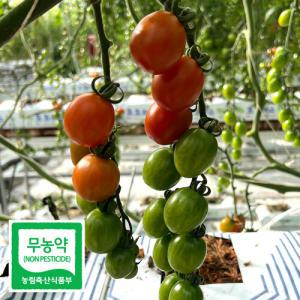 초록초록팜 친환경 무농약 화순 대추 방울 토마토 5kg 방토 스마트팜