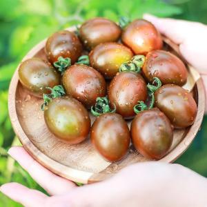 [맛군]당일수확 짭쪼름한 부산 대저 흑대추 방울토마토 1kg