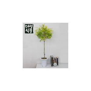 티트리 대형 나무 외목대 플랜테리어 공기정화 향기좋은 실내 허브 카페식물 대성식물