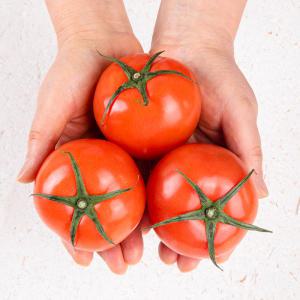 신선한 생과일 영양만점 토마토 대용량 10kg 대.중.소과