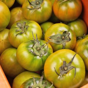 부산 대저토마토 대저 짭짤이 토마토 농협인증 2.5kg