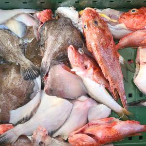 남해안 조업 제철생선 생물 잡어 손질 후 3kg 생선구이 매운탕 탕거리