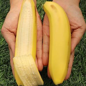 경남 산청 달콤 쫀득한 유기농 바나나 1.5kg 2.5kg 친환경 무농약 국산 바나나 산지발송