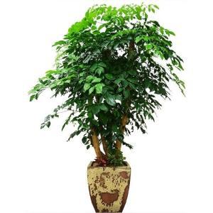 [젠틀맨플라워]해피트리 행복나무 [pb-0521] [공기정화식물/관엽식물/화분배