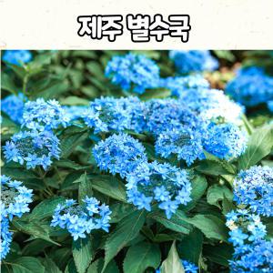 제주별수국(4치,5치 포트) /토종수국 / 노지월동