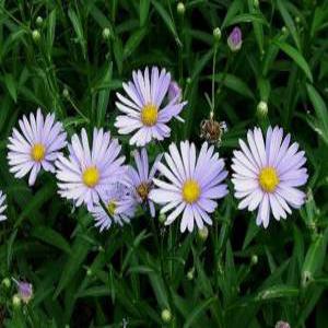 벌개미취 8cm포트묘 (7개묶음) 노지월동다년초 약용식물 [꽃풍경]