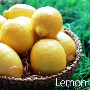 싱싱한 썬키스트외 레몬 15kg내 (150과전후 중소과)