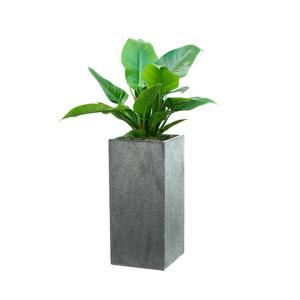 [젠틀맨플라워] 콩고 시멘트화분,대 [GN,1070] [공기정화식물/관엽식물/개업화분추천/창업선물