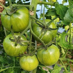 대저토마토 대저짭짤이토마토 2.5kg