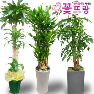 전국꽃배달 2m대형화분 개업화분 행운목 당일꽃배달