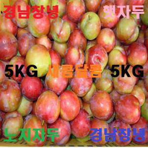 2024년 경남창녕 5KG 햇 노지 자두 새콤달콤 제철 자두 대석