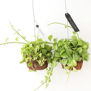 디시디아 반볼(그린)(2개) 수염틸란드시아 행잉 플랜트 벽걸이 공중 식물