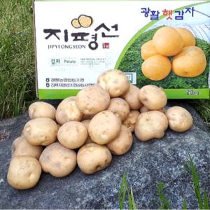 김제 광활 지평선 감자 국내산 햇 감자 (대) 10kg