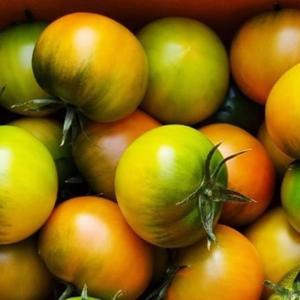 [프레쉬킹] 대저 짭짤이 토마토 2.5kg 외