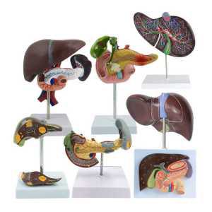 인체 장기모형 간 모형 간담 췌장 실습용 교육모델