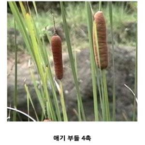 [신세계수족관] 수생식물 애기부들 2촉