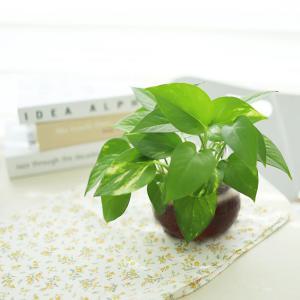 스킨답서스 공기정화식물 꽃 화분 허브 키우기