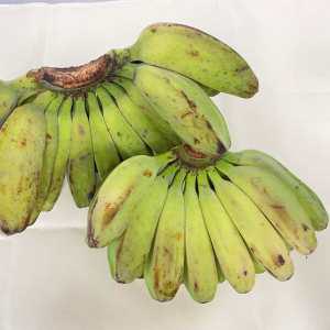 필리핀 야생 그린사바 초록 바나나 1.5kg 3kg