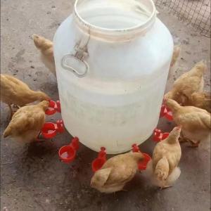 닭 급수기 물통 닭먹이통 닭용품 음수대 식수대
