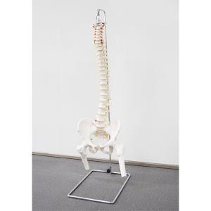 [KANGREN] 유연한 척추모형 Kar11105-2 - 골반 대퇴골 스탠드포함