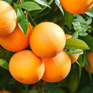 [후레쉬데이] 스페인 오렌지 20과 / 총 3.4kg