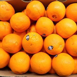 [신세계몰]실속형 네이블 오렌지 중과 17kg (72-113입 내외)
