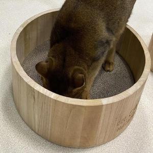 [신세계몰]도트캣 고양이 발톱 스크래처 내추럴 오동나무 서클 (WAC0B0F)