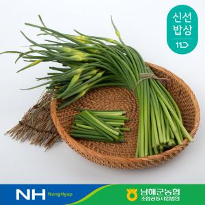[남해군농협] 남해 햇 마늘종 마늘쫑 1kg 2kg 농협선별