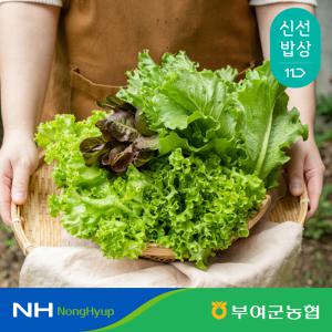 [부여군농협] 굿뜨래 유럽 샐러드 쌈채소 1kg 랜덤발송 무농약