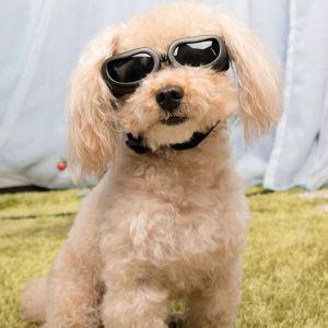 [신세계몰]소형 중형 강아지 고글 애견 선글라스 안경 도글스 냥글라스