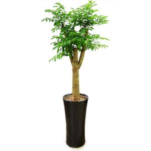 [젠틀맨플라워] 해피트리 행복나무 [pb-0519] [공기정화식물/관엽식물/화분배달/개업화분추천/개업선물]